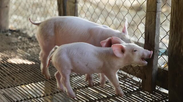 young piglet drinking water from an automatic nipple drinker inside a farm pen, with a chain-link fence and another piglet in the background. Ideal for agriculture, animal care, and livestock farming 