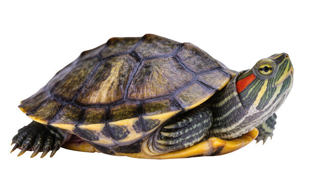 Red-eared slider turtle with patterned shell and striped neck