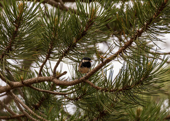 Coal tit bird perched on pine tree branch among green needles in forest © Mariia RUMEX