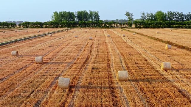 Aerial view of round hay bales in golden agricultural fields after harvest