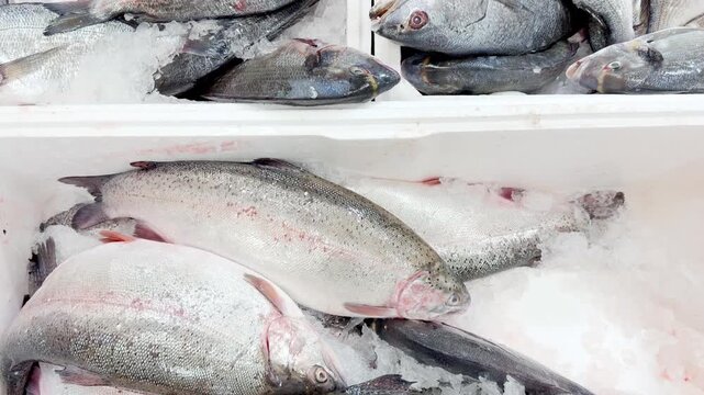 Fresh Fish Lying on Crushed Ice Displayed on a Supermarket Seafood Counter