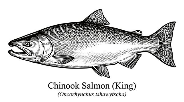Chinook salmon king fish line art illustration