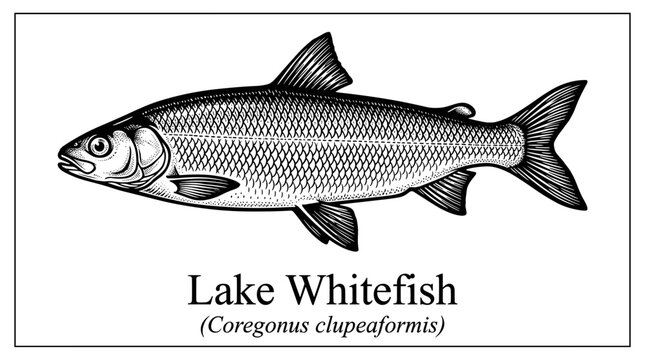 Lake whitefish hand drawn illustration in vintage engraving style