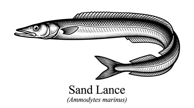 Sand lance fish hand drawn illustration in vintage engraving style