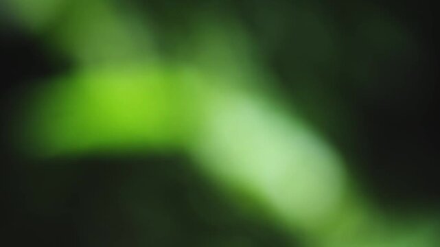 Green leaf bokeh blur abstract background nature texture through foliage, soft focus bright natural light calm mood with green bokeh and leaf blur