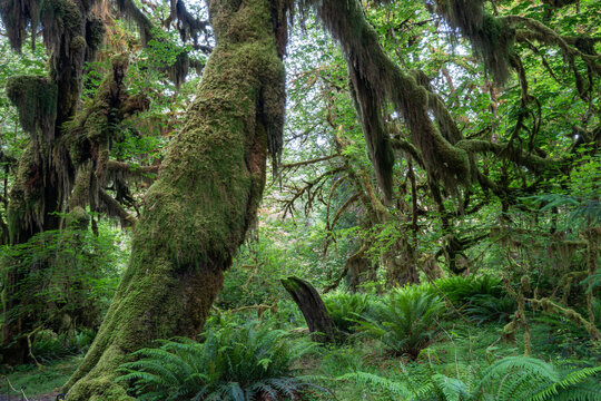 Lush green foliage as seen from the Hot Rainforest in Olympic National Park in Washington State.