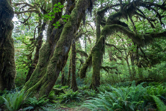 Lush green foliage as seen from the Hot Rainforest in Olympic National Park in Washington State.