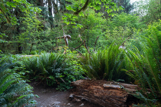 Lush green foliage as seen from the Hot Rainforest in Olympic National Park in Washington State.