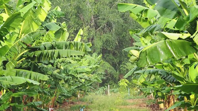 Banana plantation in tropical rain with banana leaf foliage, agriculture farm wet path, rainfall falling over tropical banana trees scene