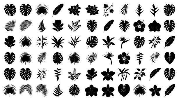tropical, monstera, palm, fig, leaves, jungle, botanical, foliage, rainforest, exotic, flower, fern, banana, philodendron, bamboo, orchid, hibiscus, heliconia, plumeria, silhouette, vector, illustrati