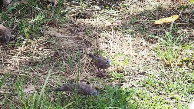 Zebra dove bird foraging on ground in grass with sunlight, wildlife nature flock on sunny ground among dry leaves and straw outdoor scene