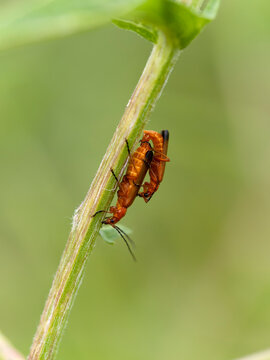 Common red soldier beetle, Rhagonycha fulva