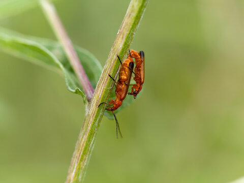 Common red soldier beetle, Rhagonycha fulva