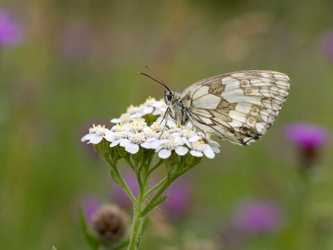 Marbled white butterfly, Melanargia galathea