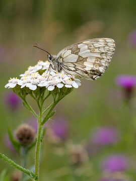 Marbled white butterfly, Melanargia galathea