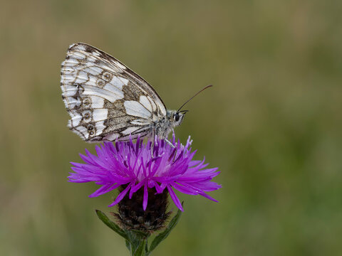 Marbled white butterfly, Melanargia galathea