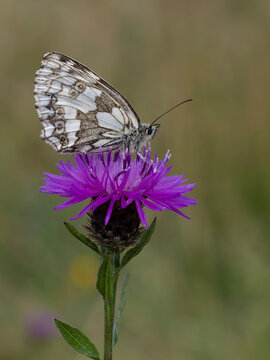 Marbled white butterfly, Melanargia galathea