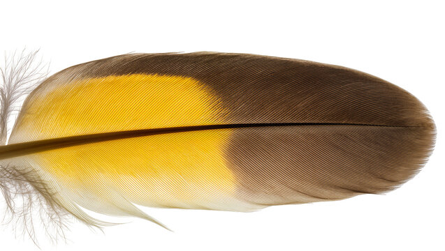 Brown and yellow bird feather with delicate barbs
