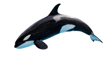Orca whale swimming, black and white marine mammal © Ophelia