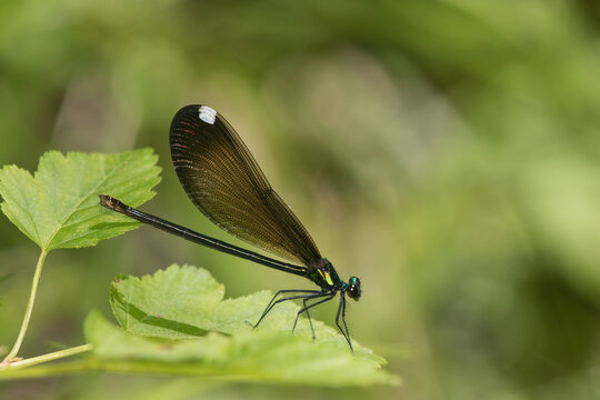 06014-00315 Ebony Jewelwing (Calopteryx maculata) female Washington Co. MO