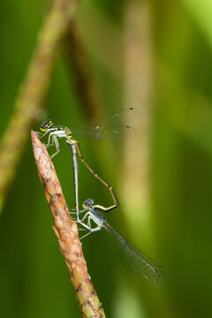 06329-00205 Eastern Forktail Damselfly (Ischnura verticalis) male and female mating in wetland, Marion Co., IL