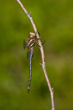 06364-001.02 Springtime Darner (Basiaeschna janata) male, Clay Co,  IL
