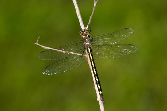06496-001.07 Arrowhead Spiketail (Cordulegaster obliqua) female, Ballard Nature Center, Effingham Co. IL