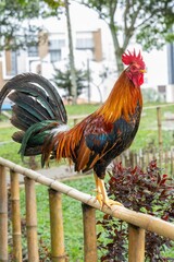 Vibrant colorful rooster perched on a bamboo fence outdoors © Baudalab