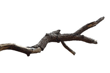 Fototapeta premium Dead branch with cracked bark isolated on transparent background.