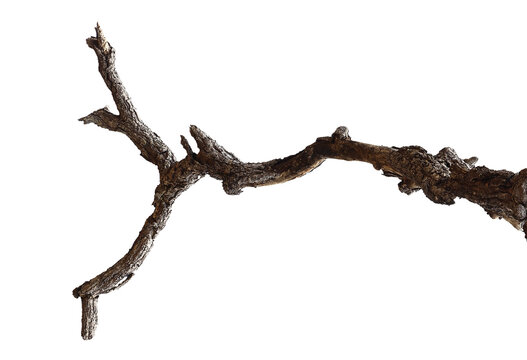 Dead branch with cracked bark isolated on transparent background.