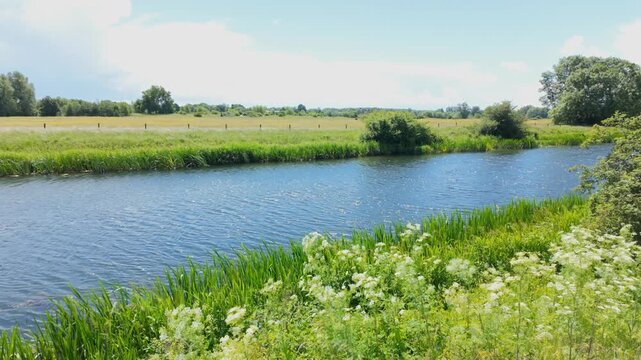 Ferry Meadows, Peterborough, England, UK - June 09 2026: Sunny summers afternoon with the river nene flowing past and reflecting the blue sky, and the cow parsley and reeds blowing in the wind.