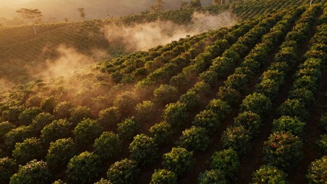 Steep rows of lush coffee trees illuminated by golden sunlight and atmospheric mist rising from the tropical agricultural fields.