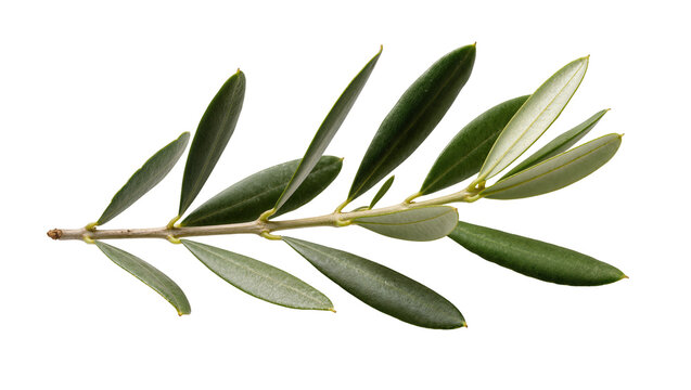 Olive branch with green leaves on white
