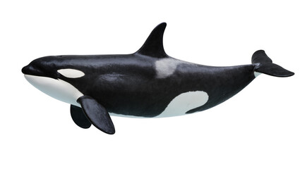 Orca whale with black and white markings swimming © Laura