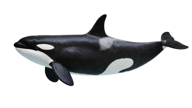 Orca whale with black and white markings swimming
