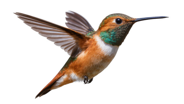 Hummingbird with iridescent green throat and orange breast in flight