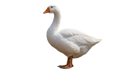 White domestic goose with orange beak and legs © Laura