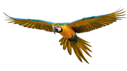 Blue and yellow macaw parrot flying with wings spread © Laura