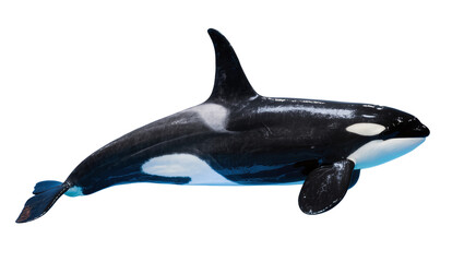 Orca whale swimming, black and white marine mammal © Laura