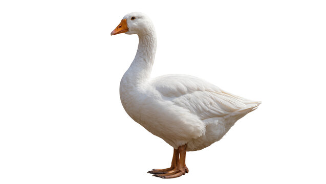 White domestic goose with orange beak and legs