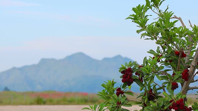 World Heritage Site Miyajima and Japanese Native Species Yamamomo in a sunrise, 4K