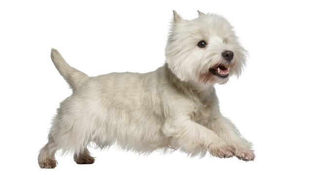 West Highland White Terrier running with mouth open