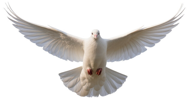 White dove bird with wings spread flying forward