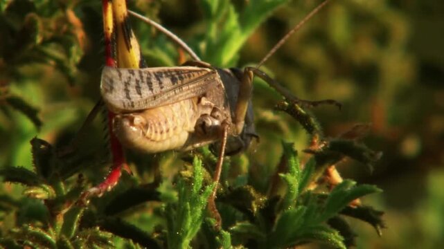 grasshopper