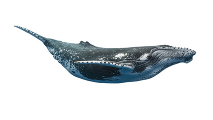 Humpback whale swimming detailed skin texture, white © Lukas
