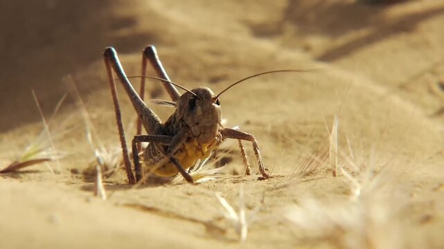 grasshopper on the ground