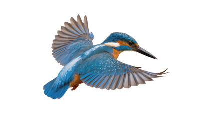 Common Kingfisher bird in flight with wings spread © Ari