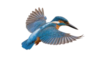 Fototapete Eisvogel Common Kingfisher bird in flight with wings spread  © Ari
