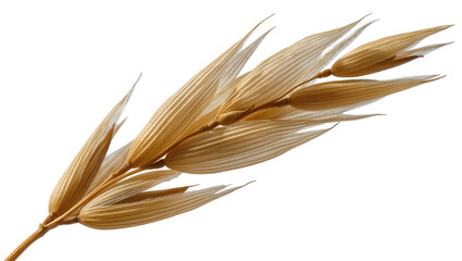 Obraz premium Golden oat spike with detailed texture and seeds