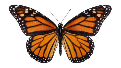 Monarch butterfly with orange black, and white wings spread open © Ari